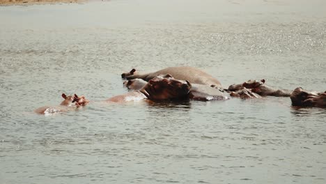 Pod-off-hippos-huddling-together-in-river---African-safari