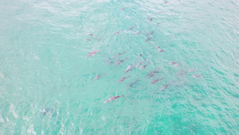 grupo de delfines nariz de botella nadando en el paisaje marino australiano - toma aérea de un dron