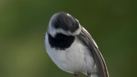 close up view of white wagtail cleaning feathers with beak