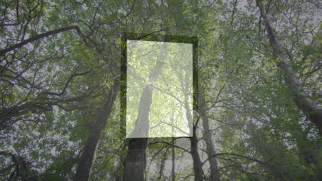animation of tree canopy with abstract geometric design in natural setting