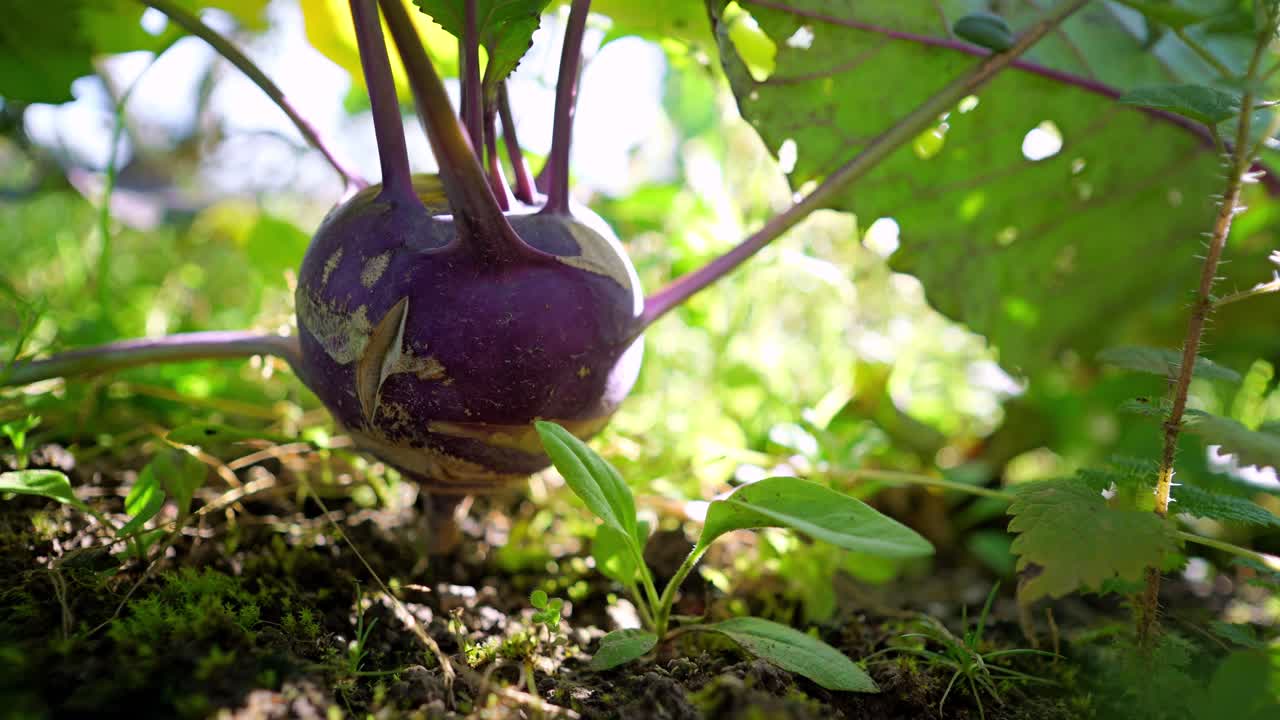 Wild cabbage plant (brassica oleracea) with purple bulb in green garden, backlit conditions