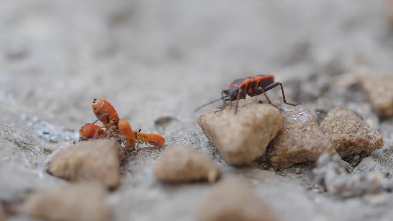 Boxelder bugs eating dog food