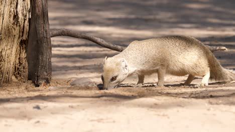 cautious yellow mongoose drinks from small drinking hole for birds