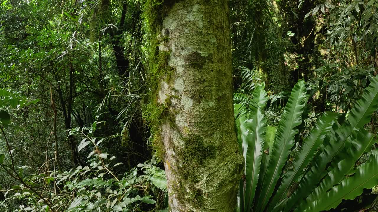 Panoramic view of a vibrant rainforest in Dorrigo, showcasing tree ferns and moss-covered trunks in natural light