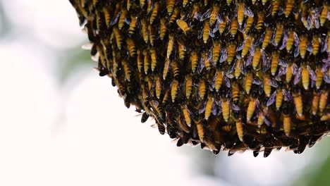 巨型蜜蜂 (giant honey bees) 建立了巨大的巢穴, 裡面有對稱的<unk>袋, 用來儲存蜂蜜作為食物來源.