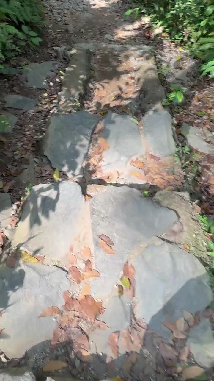 Person Walking Down Stone Steps on a Forest Trail