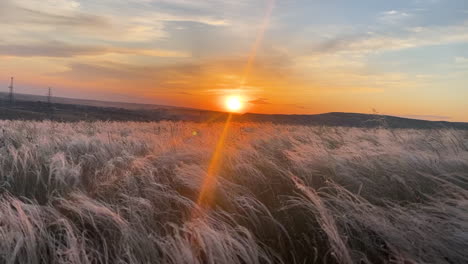 sunset over a field of grass