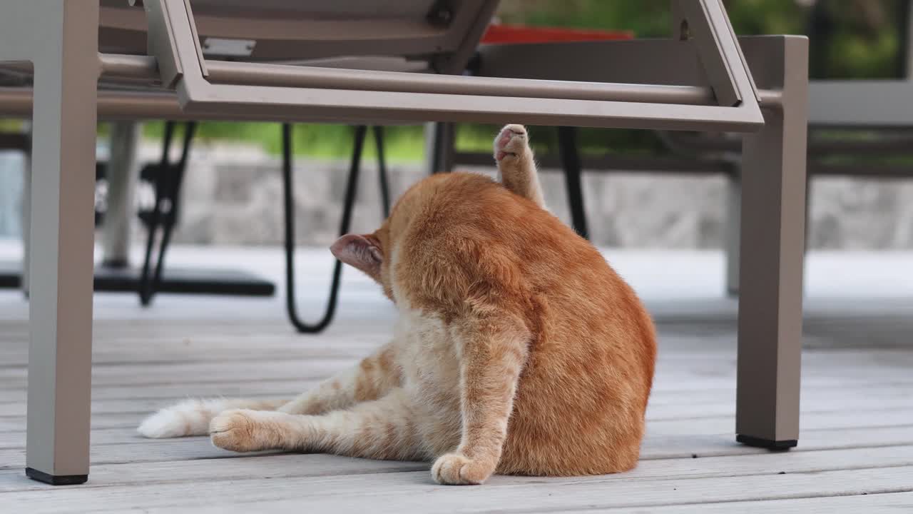 Orange cat licking and cleaning itself