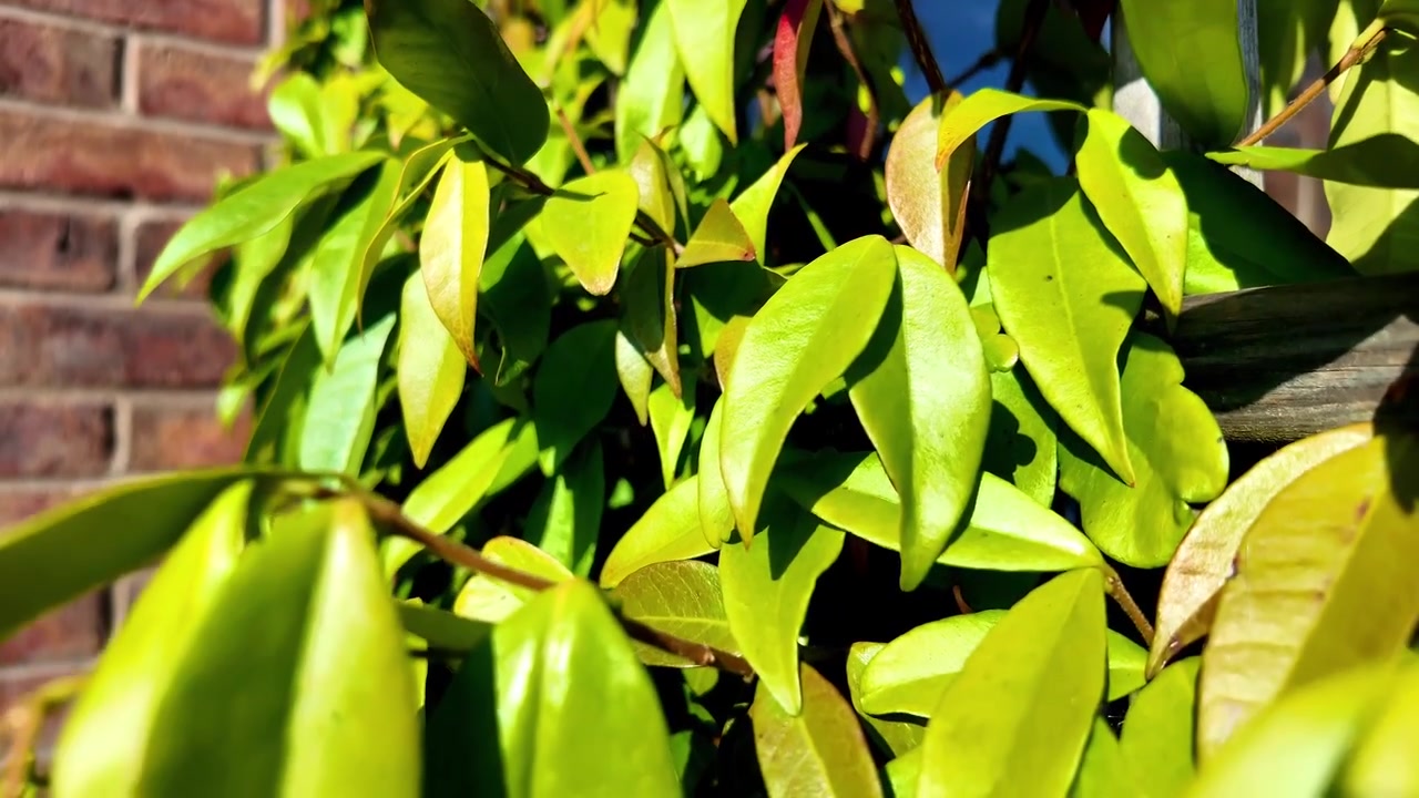 Gelsomino rampicante, foglie di gelsomino stellato su un traliccio "Trachelospermum jasminoides"