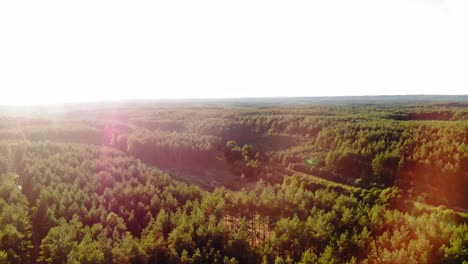 Perfect-hiking-adventure-through-the-forest-of-Prądzonka-northern-Poland--aerial
