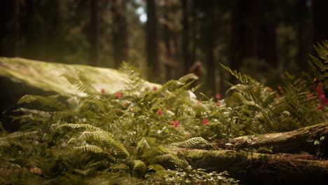 La-Luz-Del-Sol-Temprano-En-La-Mañana-En-Las-Secuoyas-De-Mariposa-Grove