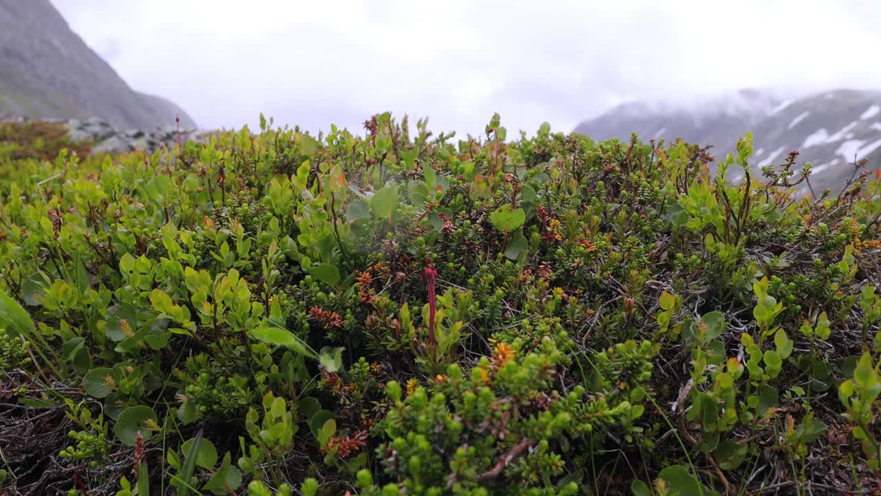 primer plano de plantas alpinas en una ladera de la montaña
