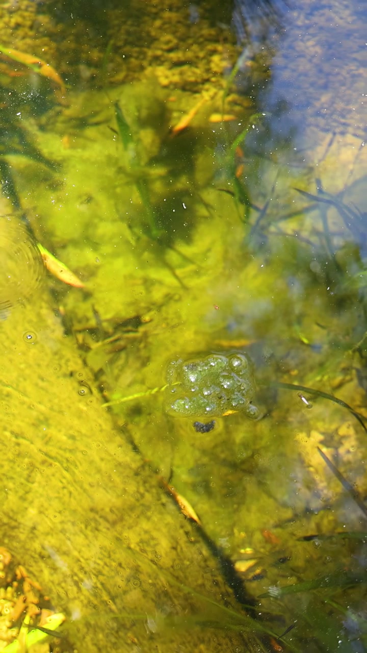 Piante acquatiche di un verde vibrante e piccoli pesci in acqua limpida e soleggiata