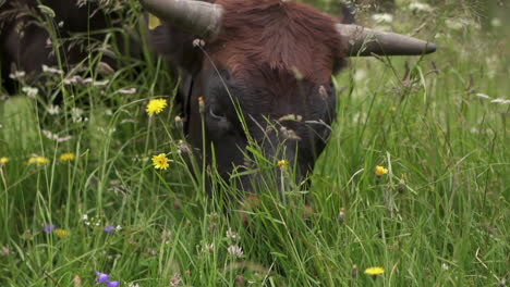 Un-Primer-Plano-En-Cámara-Lenta-De-Una-Vaca-Negra-Pastando-En-Un-Campo-Floreciente-De-Primavera