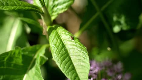 pequeños insectos se equilibran en hojas peludas cerosas y despegan en vuelo