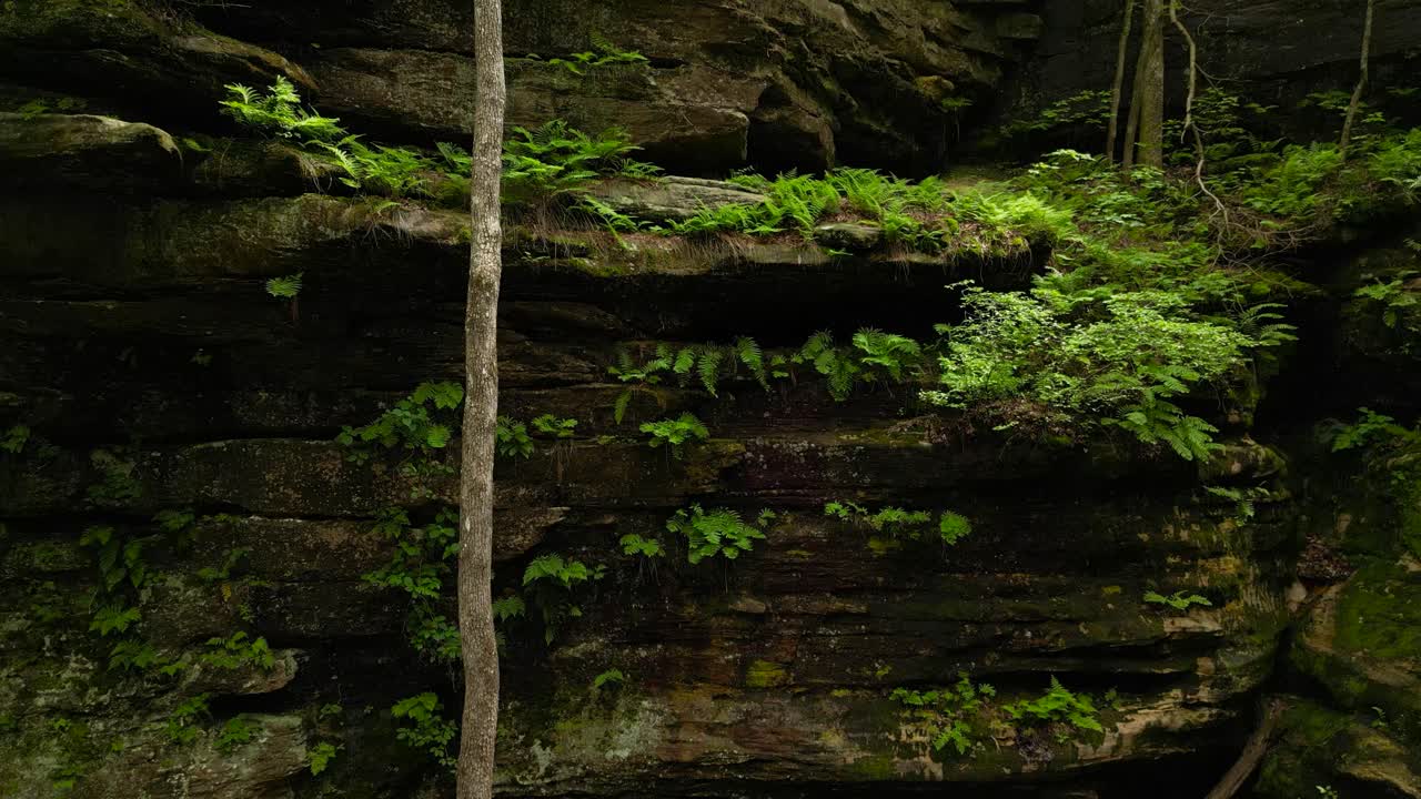 A shot looking up the lush walls of Hickory Canyon in Missouri. The wet sandstone walls are covered in mosses and ferns.