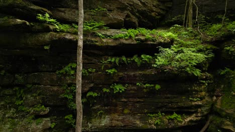 a shot looking up the lush walls of hickory canyon in missouri. the wet sandstone walls are covered in mosses and ferns.
