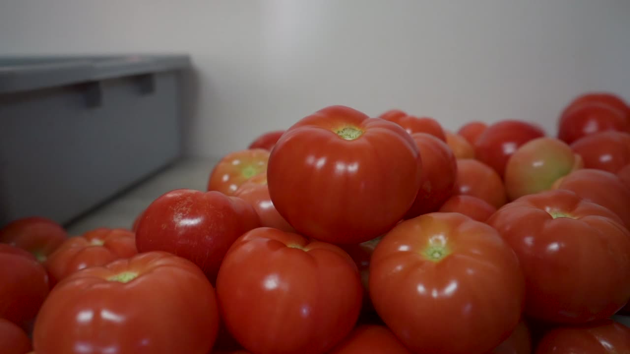 Greenhouse tomatoes. A lot of hard work, some sun and proper temperatures combine to create a wonderful vine ripened tomato!