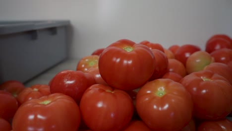 greenhouse tomatoes. a lot of hard work, some sun and proper temperatures combine to create a wonderful vine ripened tomato!