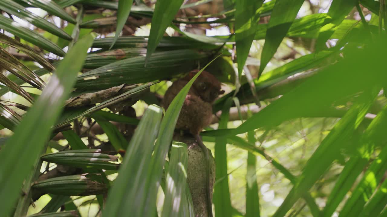 A close-up video capturing an adorable tarsier monkey nestled between lush green trees in the heart of the Philippine jungle, showcasing its huge eyes and delicate features.