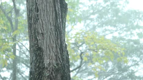 シンガポールの公園で雨の日