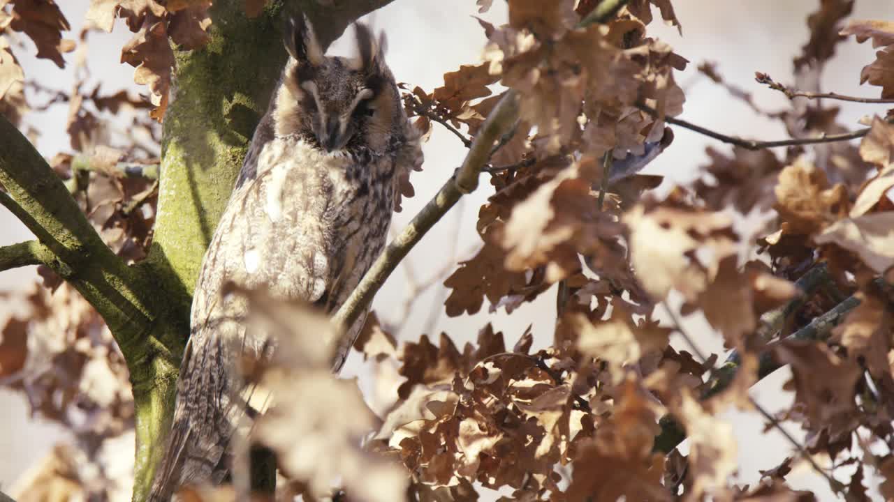 el búho europeo de orejas largas en un árbol