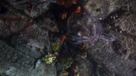 video vertical con un pez globo que se mueve hacia la cámara, nadando en un acuario, donde se ven corales en el fondo