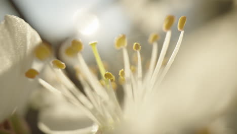 close-up of a spring blossom
