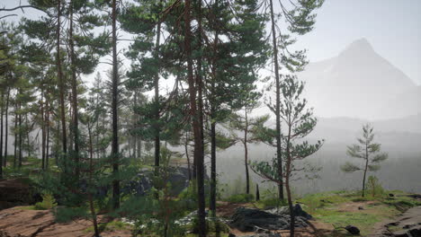 Tiefe-Skandinavische-Wälder-An-Einem-Spätsommerabend