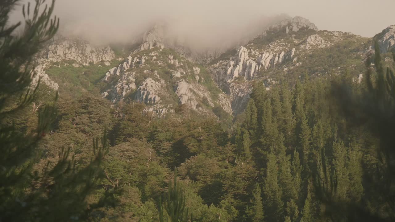 paisaje montañoso brumoso con bosque