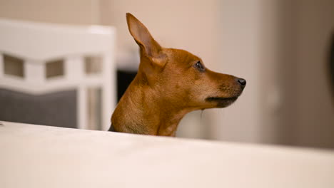 camera focuses on a brown dog with pointed ears looking around in the living room at home