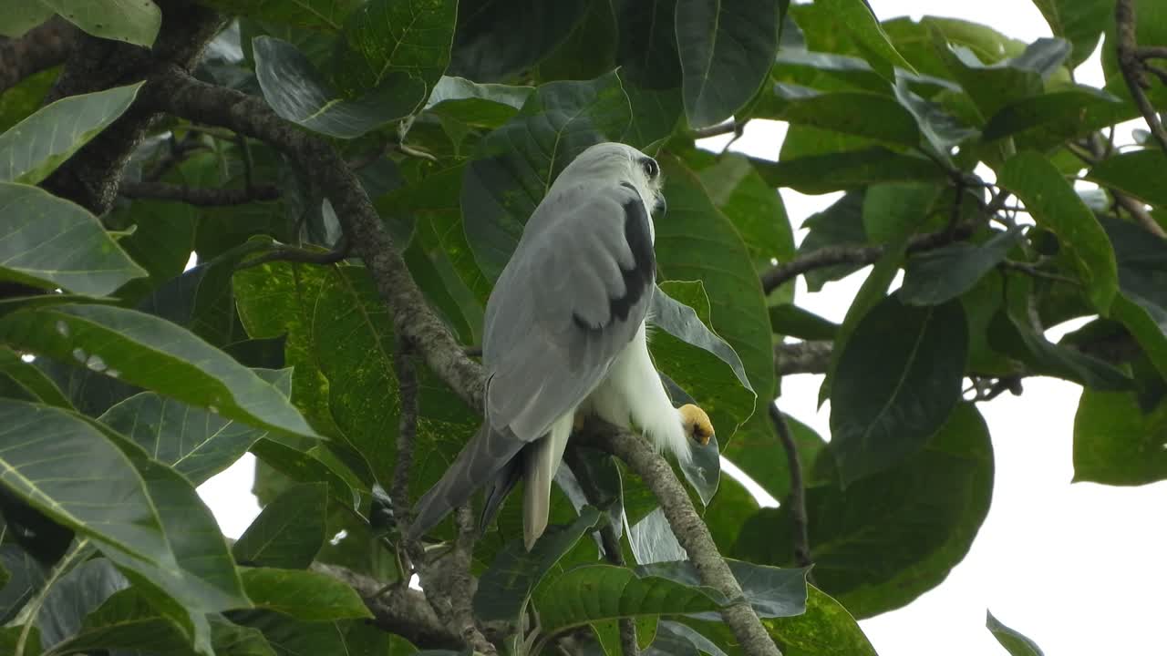 cometa de alas negras mp4 4k.