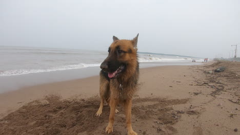 Perro-Pastor-Alemán-De-Pie-En-La-Playa-Mascota