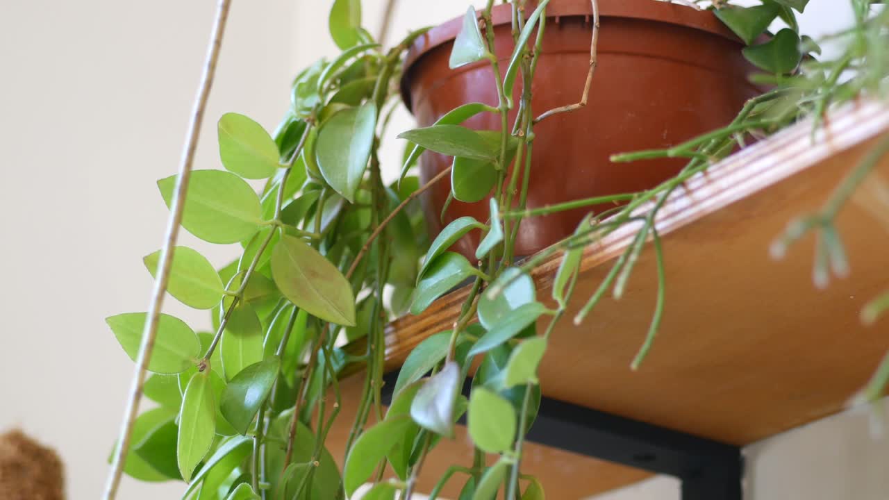 Hanging Plants on Wooden Shelf