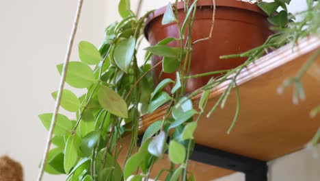 hanging plants on wooden shelf