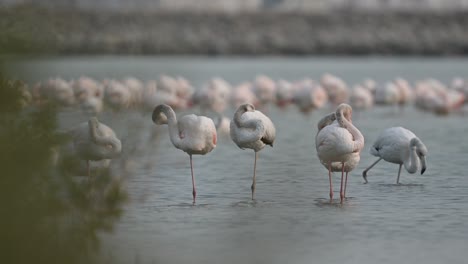 Aves-Migratorias-Mayores-Flamencos-Vagando-En-Los-Manglares-Del-Mar-Poco-Profundo---Bahrein