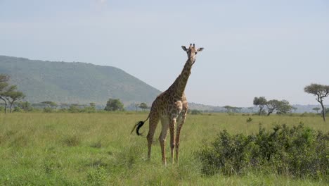 Single-Giraffe-bending-down-and-looking-up-next-to-bush,-with-trees-in-background