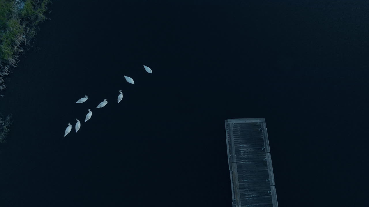 Aerial, The view from above on the swans floating on the pond, dark water and a bridge