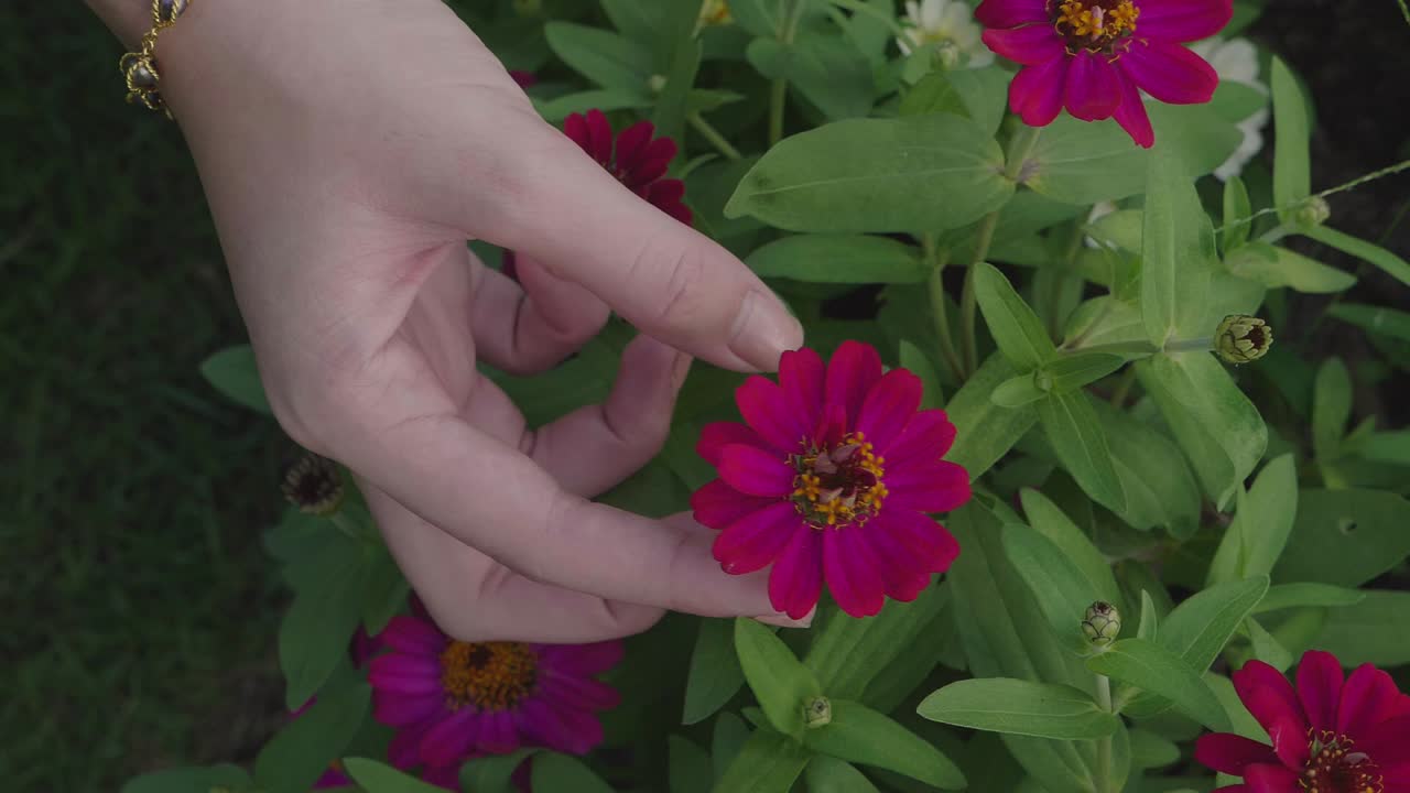 Girl Hand Hold Flower
