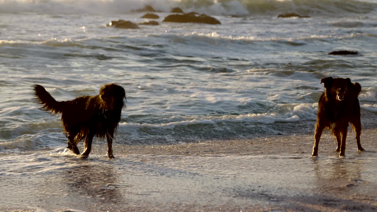 해변에서 놀고 있는 개들 4k