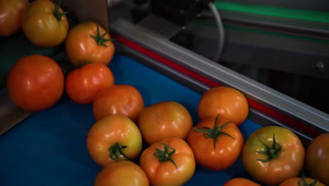 Frische-Tomaten-Rollen-Durch-Ein-Industrielles-Förderband,-Nahaufnahme