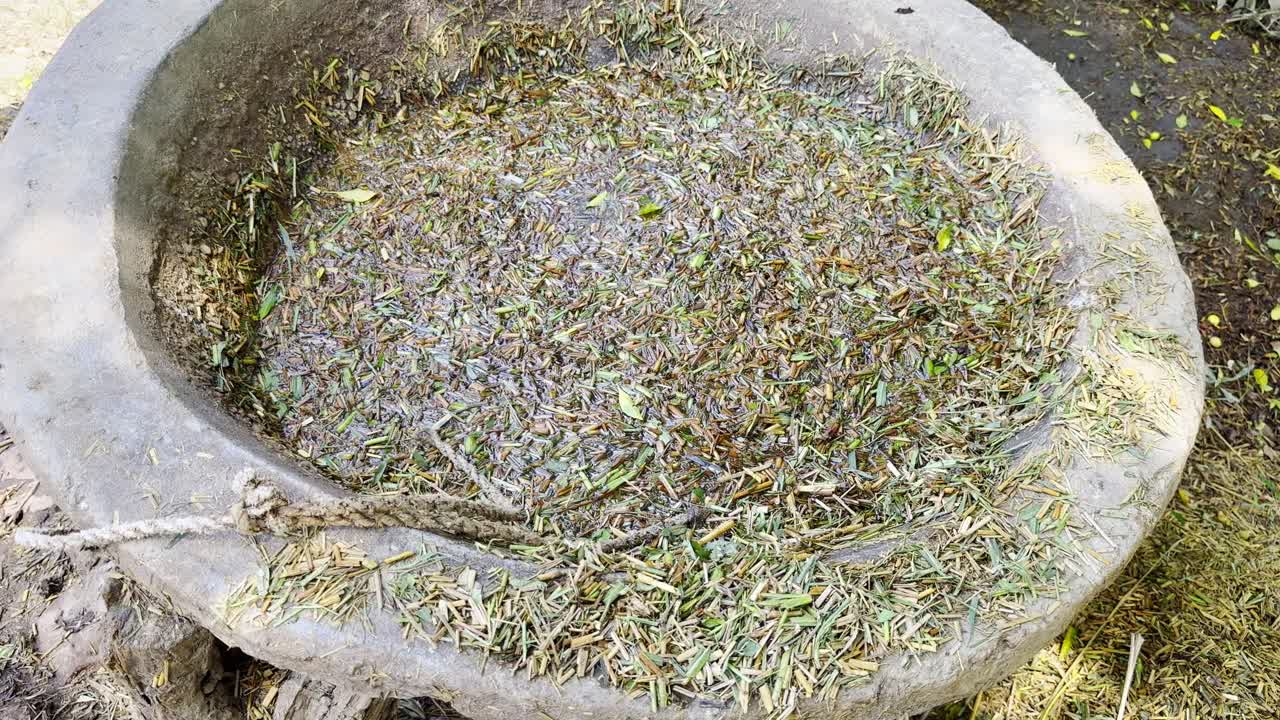 Bowl filled with grass and water