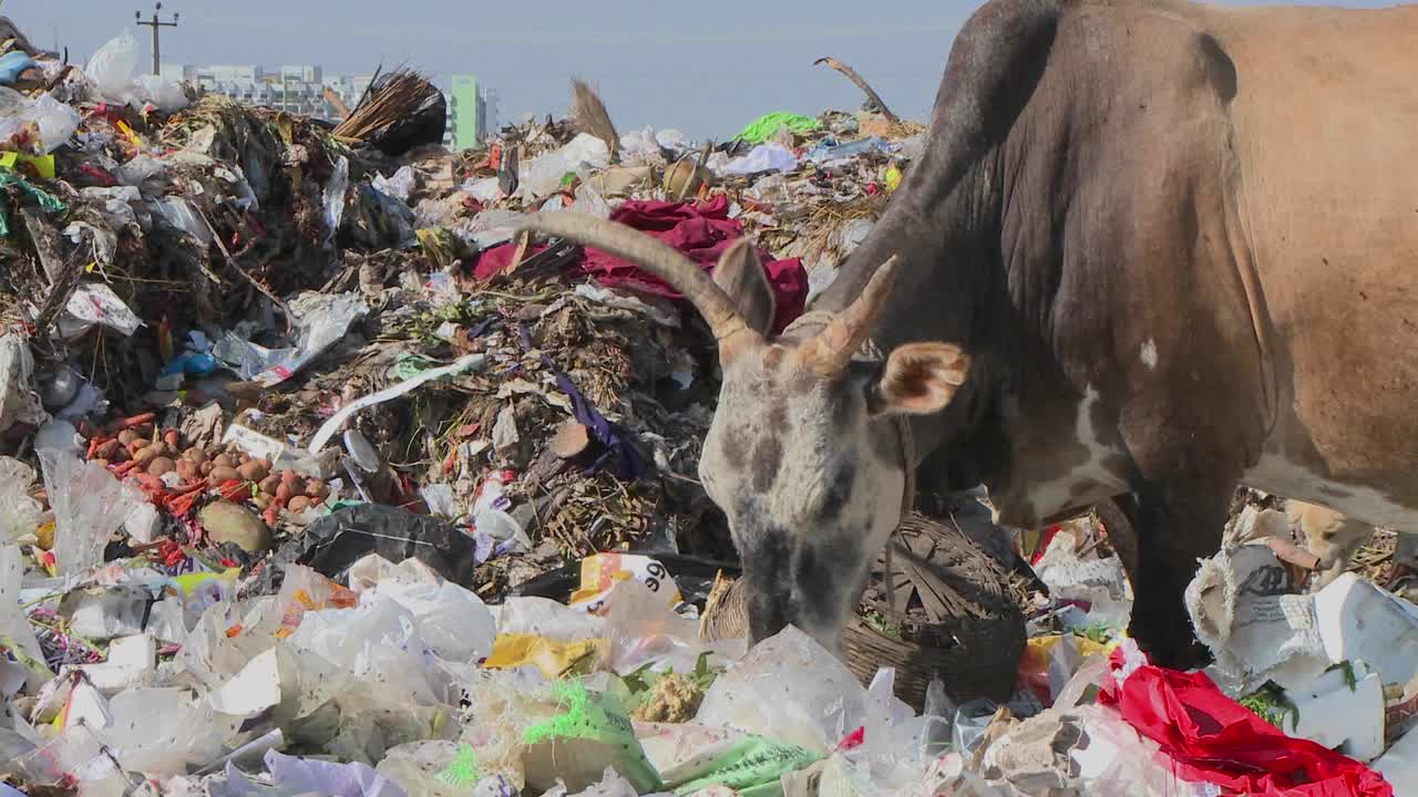 un buey y un perro comen de un montón de basura