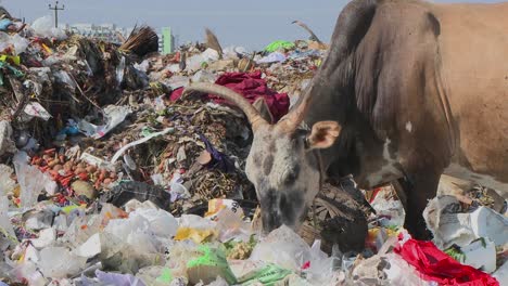 an oxen and a dog eat out of a pile of garbage