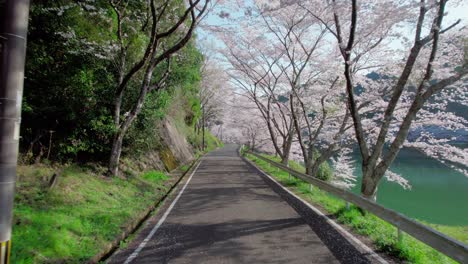 una mosca en un túnel de cerezas en la presa de niwaki durante la temporada de cerezos en la prefectura de saga, kyushu, japón