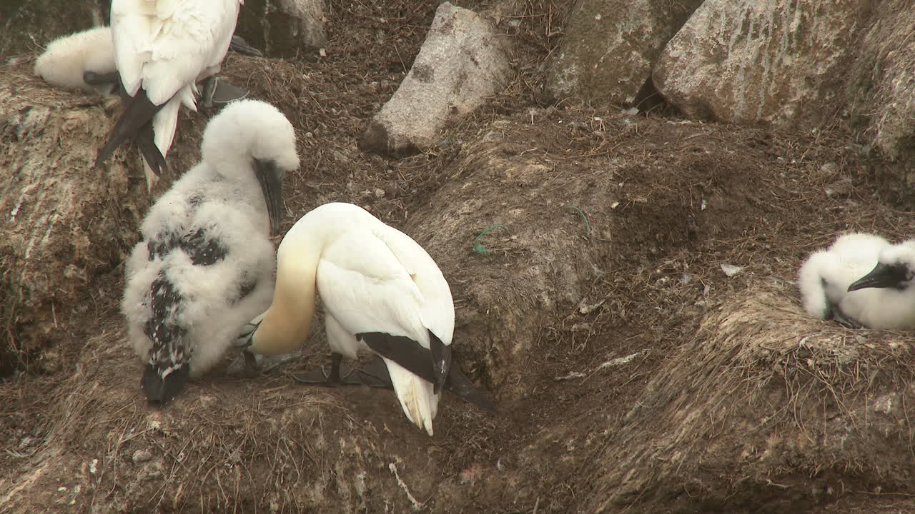 Northern Gannet breeding site, overview with Ocean in background