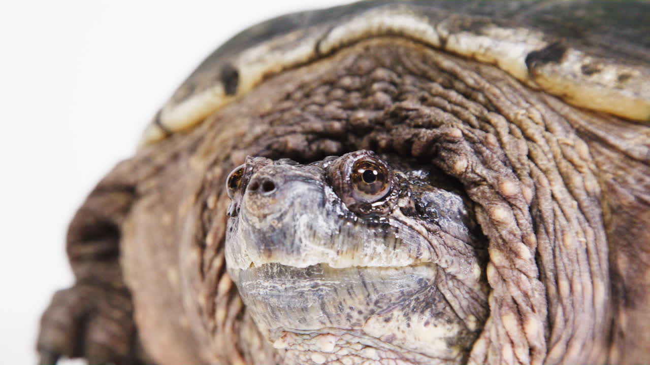 Snapping turtle extreme close up