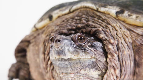 snapping turtle extreme close up