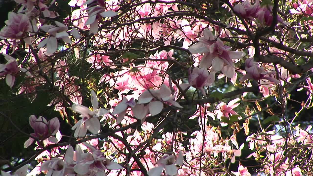 아름다운 꽃이 바람에 살랑살랑 흔들린다