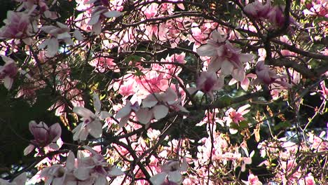 Schöne-Blüten-Wehen-Sanft-Im-Wind